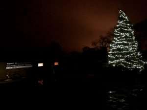 Christmas Tree In Field