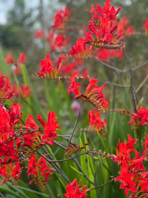 Image of a garden
