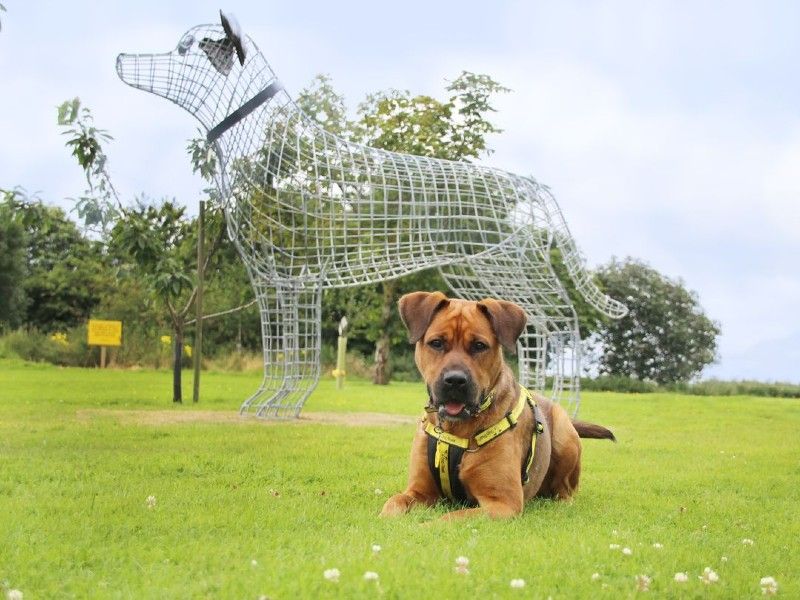 dogs trust sculpture and dog