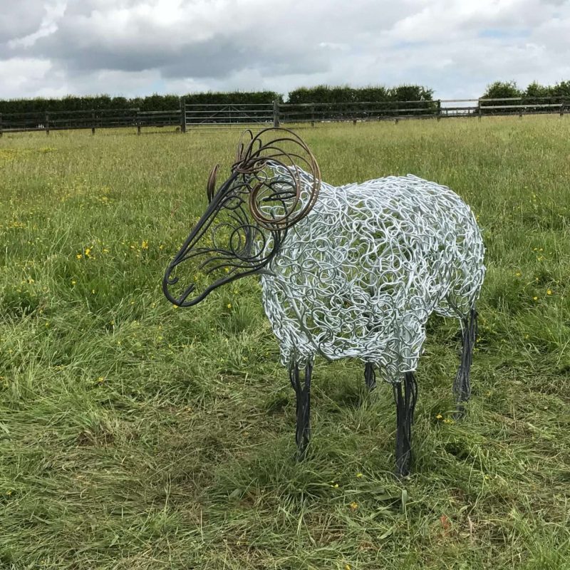 Ram Sheep Looking Away From Camera